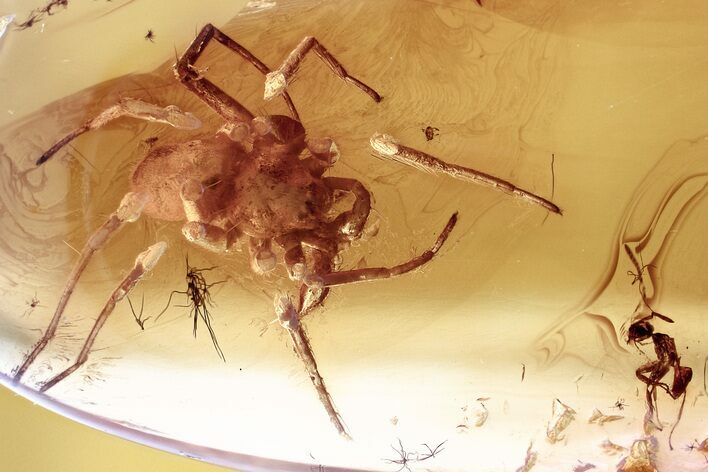 Detailed Fossil Spider and Ant In Baltic Amber #343399